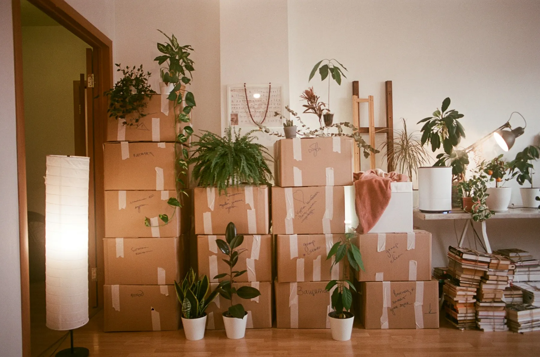 Living room with labeled moving boxes stacked against the wall among houseplants